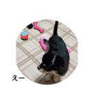 犬のチョコ君2（個別スタンプ：24）