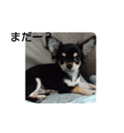 犬のチョコ君2（個別スタンプ：27）