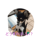 犬のチョコ君2（個別スタンプ：28）