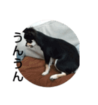 犬のチョコ君2（個別スタンプ：31）
