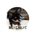 犬のチョコ君2（個別スタンプ：33）