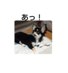 犬のチョコ君2（個別スタンプ：34）