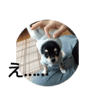 犬のチョコ君2（個別スタンプ：35）