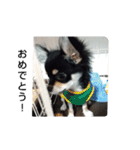 犬のチョコ君2（個別スタンプ：37）