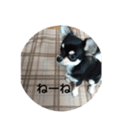 犬のチョコ君2（個別スタンプ：38）
