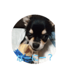犬のチョコ君2（個別スタンプ：39）