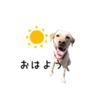 日本介助犬協会かわいいワンちゃんスタンプ（個別スタンプ：8）