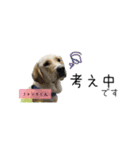 日本介助犬協会かわいいワンちゃんスタンプ（個別スタンプ：12）