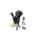 日本介助犬協会かわいいワンちゃんスタンプ（個別スタンプ：13）