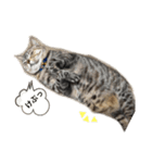 ひまさんとまろさんの日常(part3)（個別スタンプ：7）
