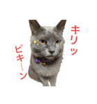 ひまさんとまろさんの日常(part3)（個別スタンプ：8）