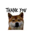 IAM マックス（個別スタンプ：2）