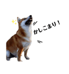IAM マックス（個別スタンプ：3）