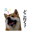 IAM マックス（個別スタンプ：4）