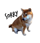 IAM マックス（個別スタンプ：6）
