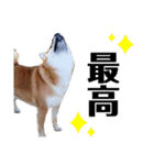 IAM マックス（個別スタンプ：8）