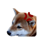 IAM マックス（個別スタンプ：9）