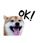 IAM マックス（個別スタンプ：10）