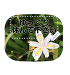 お花からのご挨拶（個別スタンプ：18）