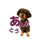 Dog Leo Sticker ver1.0（個別スタンプ：1）