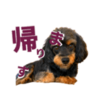 Dog Leo Sticker ver1.0（個別スタンプ：6）