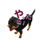 Dog Leo Sticker ver1.0（個別スタンプ：7）