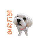 ビションフリーゼ×シーズーのニコ（個別スタンプ：4）