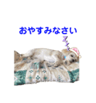 ビションフリーゼ×シーズーのニコ（個別スタンプ：5）
