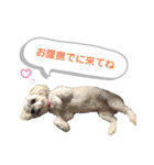 ビションフリーゼ×シーズーのニコ（個別スタンプ：13）