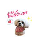ビションフリーゼ×シーズーのニコ（個別スタンプ：14）