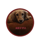 ダックスまん丸スタンプ（個別スタンプ：14）