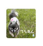 いろんなチワワのリンさん（個別スタンプ：5）