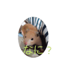 キンクマナイトの日常スタンプ（個別スタンプ：24）