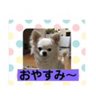 我が家のキュートくん   7（個別スタンプ：10）