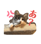 可愛いリリースタンプ 2（個別スタンプ：4）