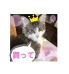 可愛いリリースタンプ 2（個別スタンプ：13）