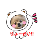 ポメラニアン☆レイン②（個別スタンプ：7）