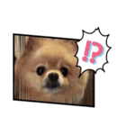 ポメラニアン☆レイン②（個別スタンプ：16）