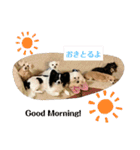 えとうけのいぬたち（個別スタンプ：1）