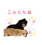 えとうけのいぬたち（個別スタンプ：2）