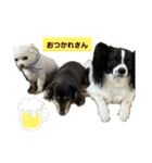 えとうけのいぬたち（個別スタンプ：6）