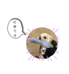 えとうけのいぬたち（個別スタンプ：7）