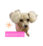 えとうけのいぬたち（個別スタンプ：10）