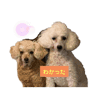 えとうけのいぬたち（個別スタンプ：12）