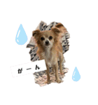えとうけのいぬたち（個別スタンプ：20）