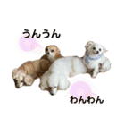 えとうけのいぬたち（個別スタンプ：23）