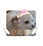 えとうけのいぬたち（個別スタンプ：32）