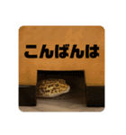ゆかいな仲間たち(アグルム、メルム、福丸)（個別スタンプ：16）