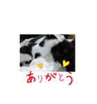 仲良しキャットファミリー16（個別スタンプ：2）