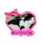 仲良しキャットファミリー16（個別スタンプ：7）